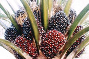 Palm oil industry in Malaysia