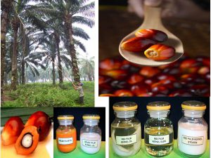 Palm Oil Introduction and Applications